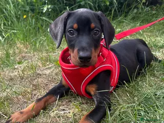 Dobermann dogs Ready now Kc Health tested Black & Tan girls - Advert 1