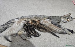 Mixed Breed cats for sale: Five Stunning Bengal X Kittens For Sale  - Image 3