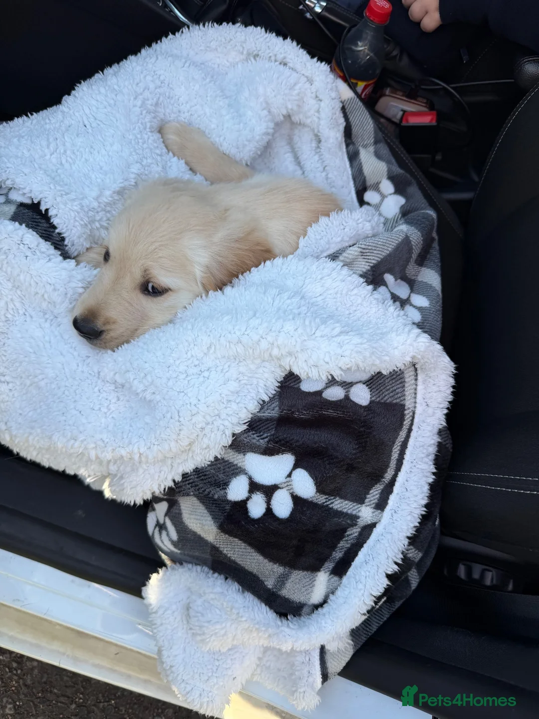 Golden Retriever dogs for sale: Golden Retriever puppy  - Advert 2