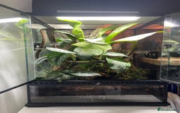 Gecko reptiles for sale: Full Bio Active set up with Crested Gecko - Image 9