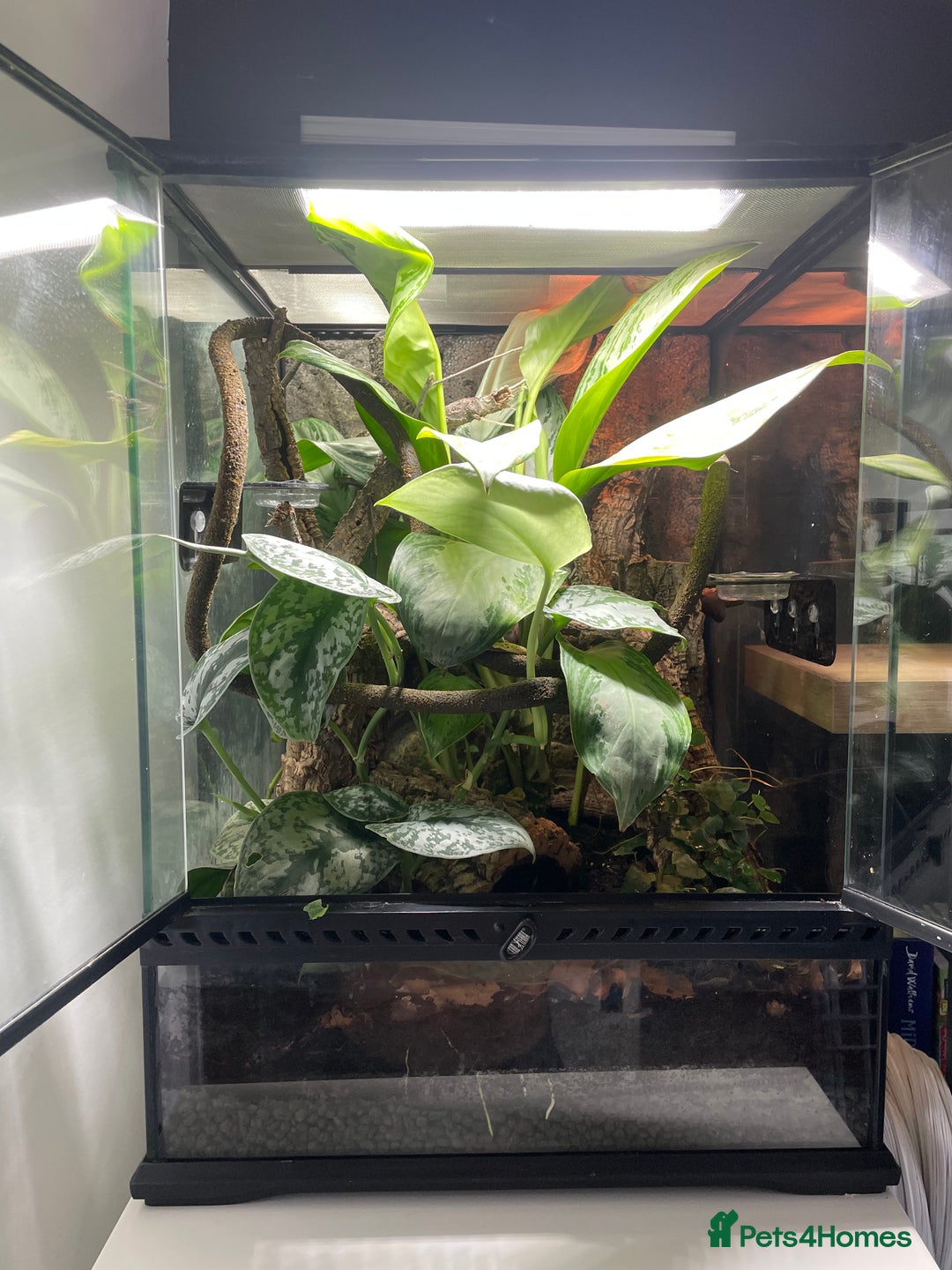 Gecko reptiles for sale: Full Bio Active set up with Crested Gecko - Image 9