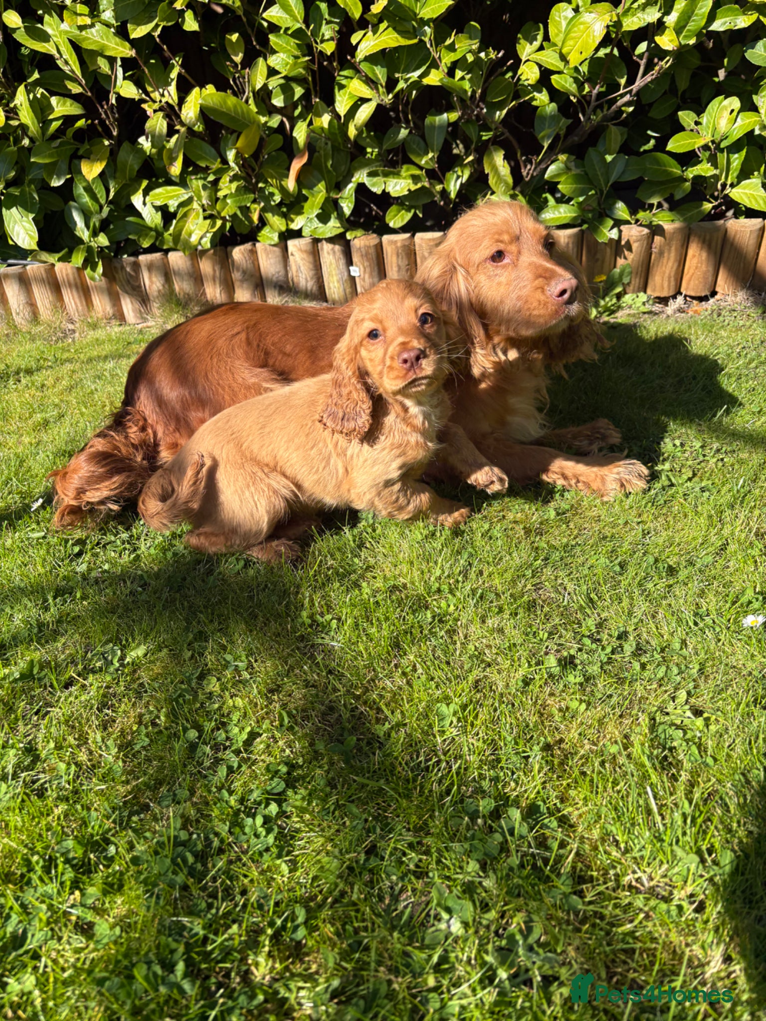 Cocker Spaniel dogs Cocker spaniel puppies  - Advert 2