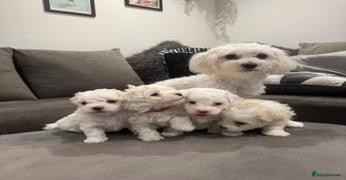 Maltese dogs - Advert 13