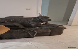 Great Dane dogs for stud: Great dane stud in Glasgow - Image 6