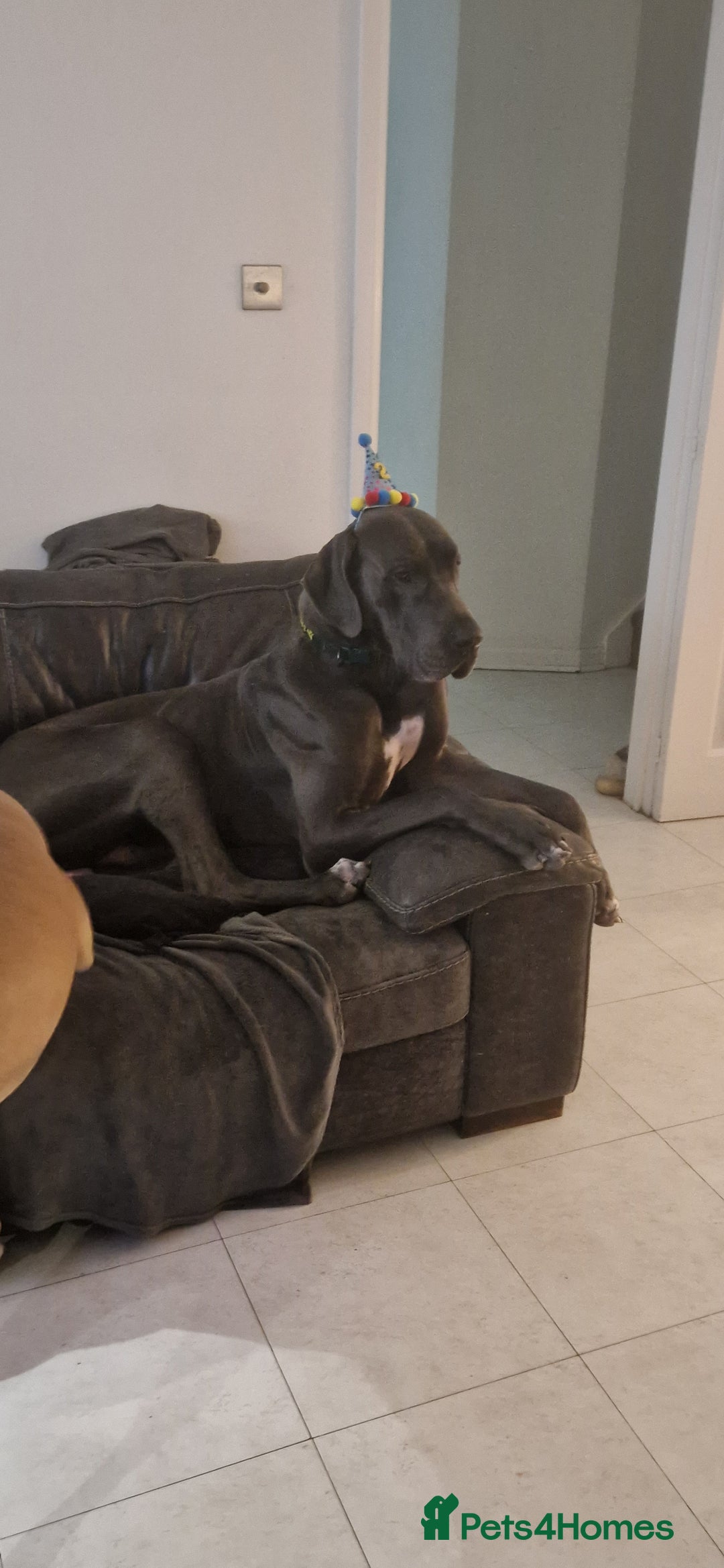 Great Dane dogs for stud: Great dane stud in Glasgow - Image 6