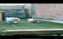 Pomeranian dogs for sale: 3 male pomaranian - Image 7