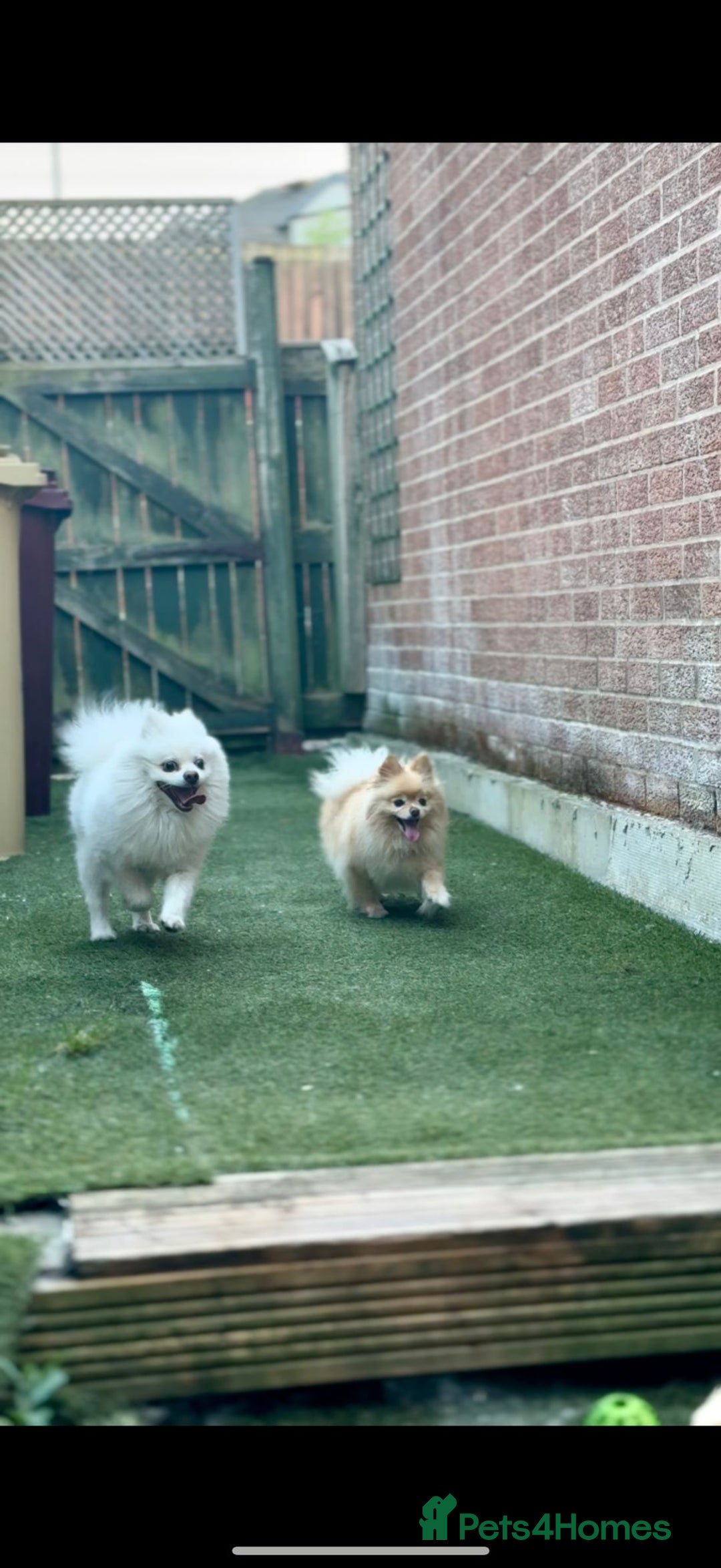 Pomeranian dogs for sale: 3 male pomaranian - Image 7