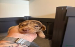 Miniature Dachshund dogs for sale: Long haired miniature dachshunds  - Image 3