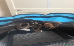 Mixed Breed cats for sale: Last kitten reduced ready to leave at weekend! - Image 3