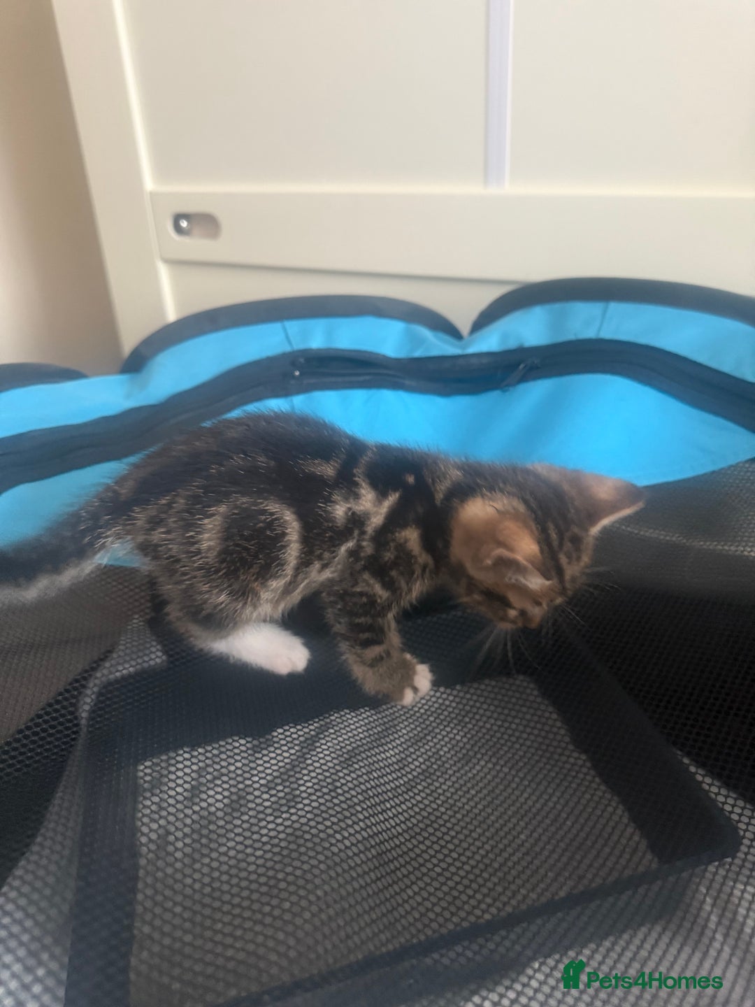 Mixed Breed cats for sale: Last kitten reduced ready to leave at weekend! - Image 3