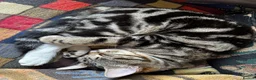Mixed Breed cats for sale: Bengal Tiger Lily crept out for kittens - Advert 5