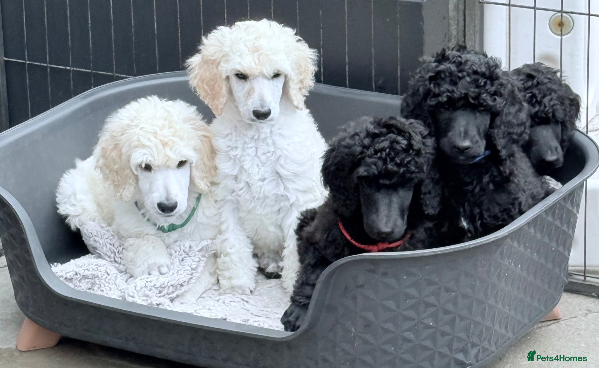 Standard Poodle dogs KC Registered Show Quality Standard Poodle Puppies - Advert 1