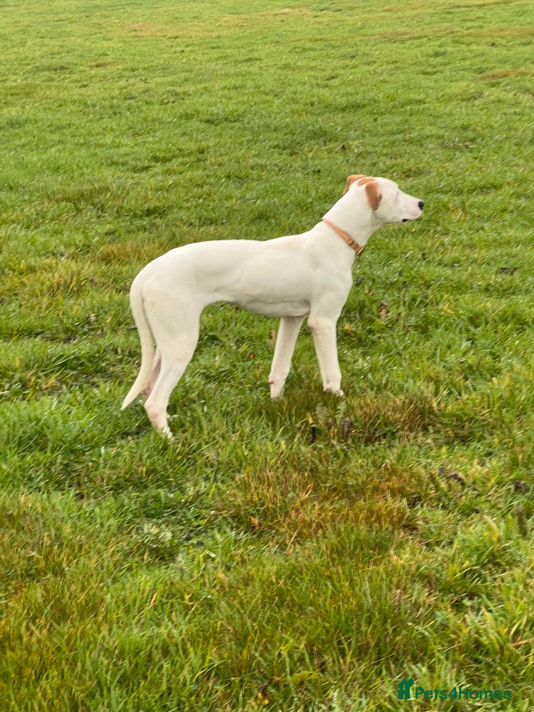 Mixed Breed dogs for sale: Cali  - Advert 4