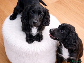 Cocker Spaniel dogs Cocker spaniel puppies for sale - Advert 14