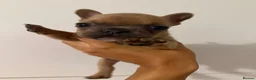French Bulldog dogs for sale: French bulldog puppy - Advert 2