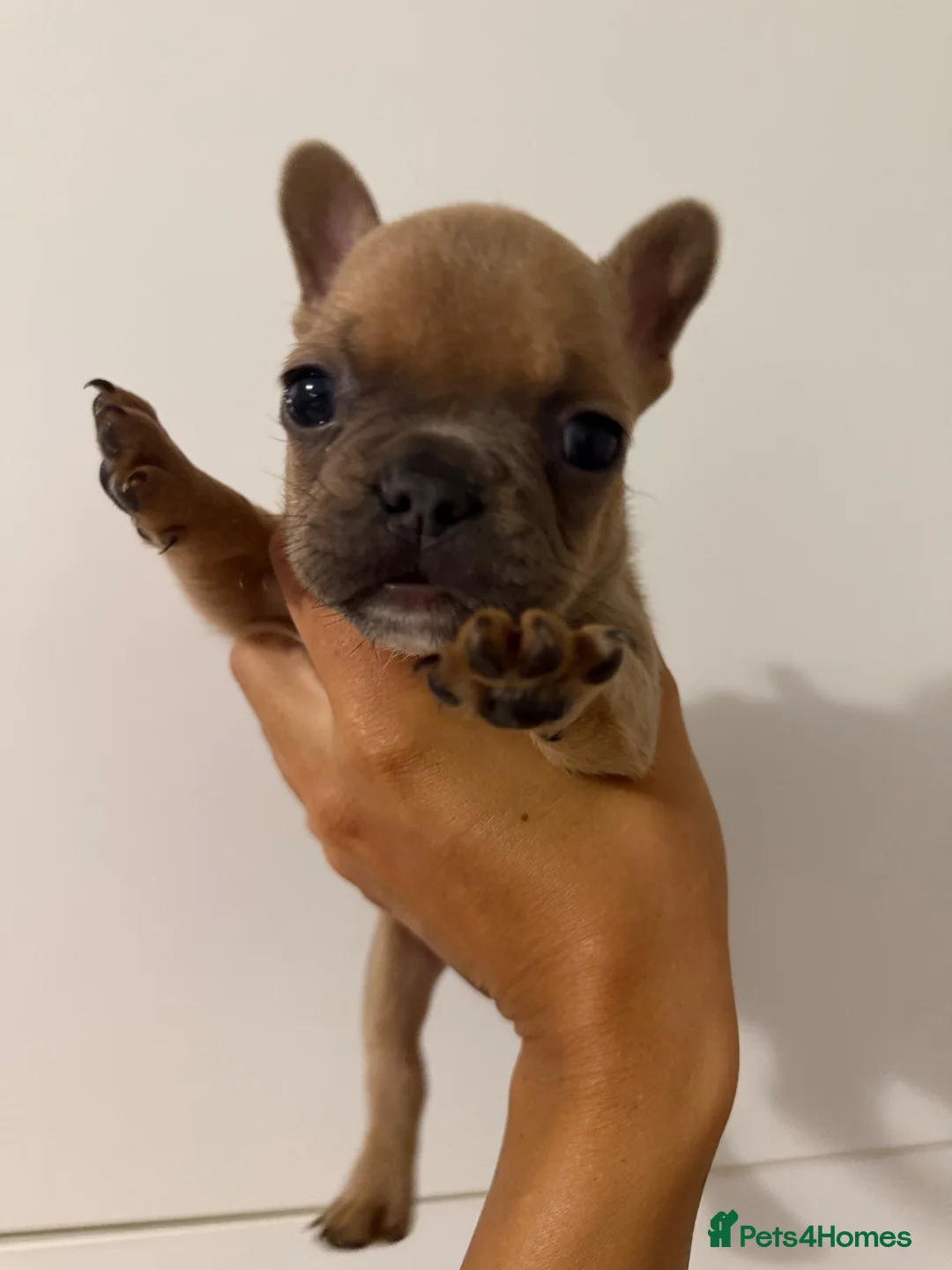 French Bulldog dogs for sale: French bulldog puppy - Advert 2