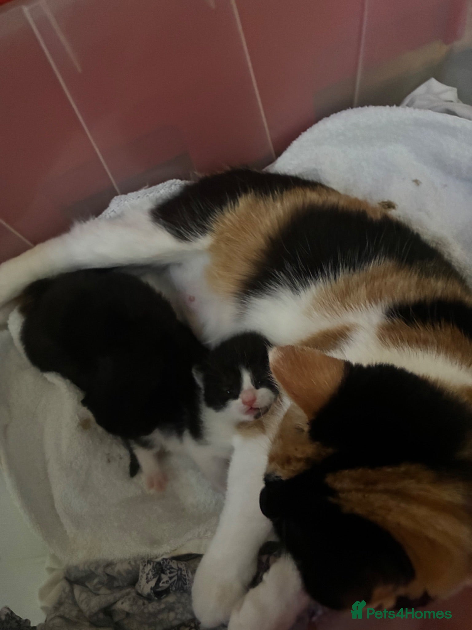 Mixed Breed cats Two litters of two cats - Advert 1