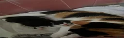 Mixed Breed cats for sale: Two litters of two cats in Coventry - Advert 1