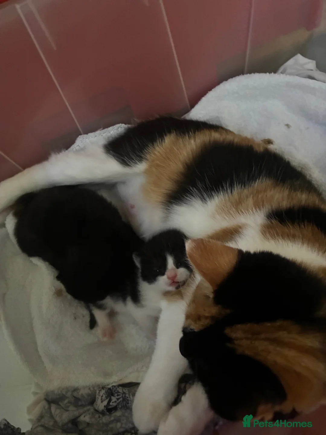 Mixed Breed cats for sale: Two litters of two cats in Coventry - Advert 1