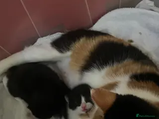 Mixed Breed cats Two litters of two cats - Advert 6