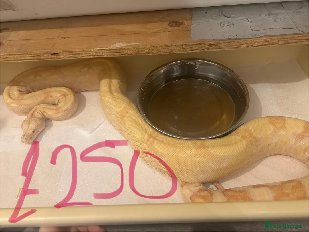 Python Snake reptiles for sale: Snake collection  - Advert 3