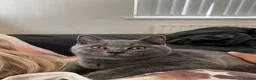 British Shorthair cats for sale: Two British shorthair boy and girl - Advert 4