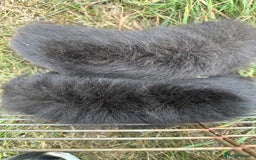Guinea Pig rodents for sale: Handsome Swiss boars  - Image 4