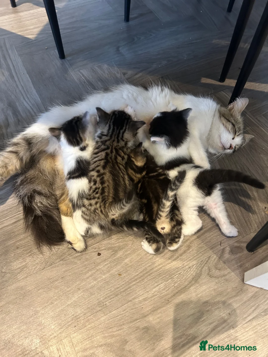Norwegian Forest Cat cats for sale: 4 fluffy Norwegian Forrest cats  - Advert 12