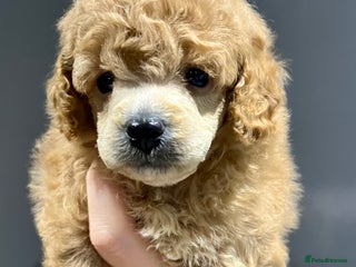 Toy Poodle dogs - Advert 15