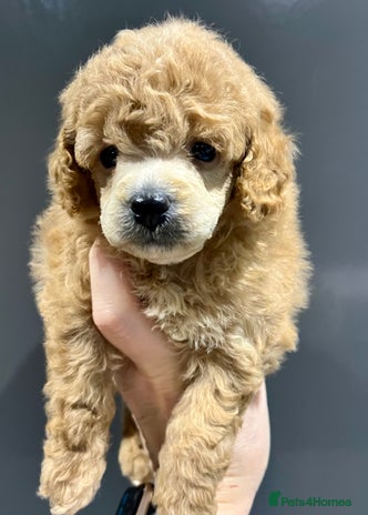 Toy Poodle dogs - Advert 2