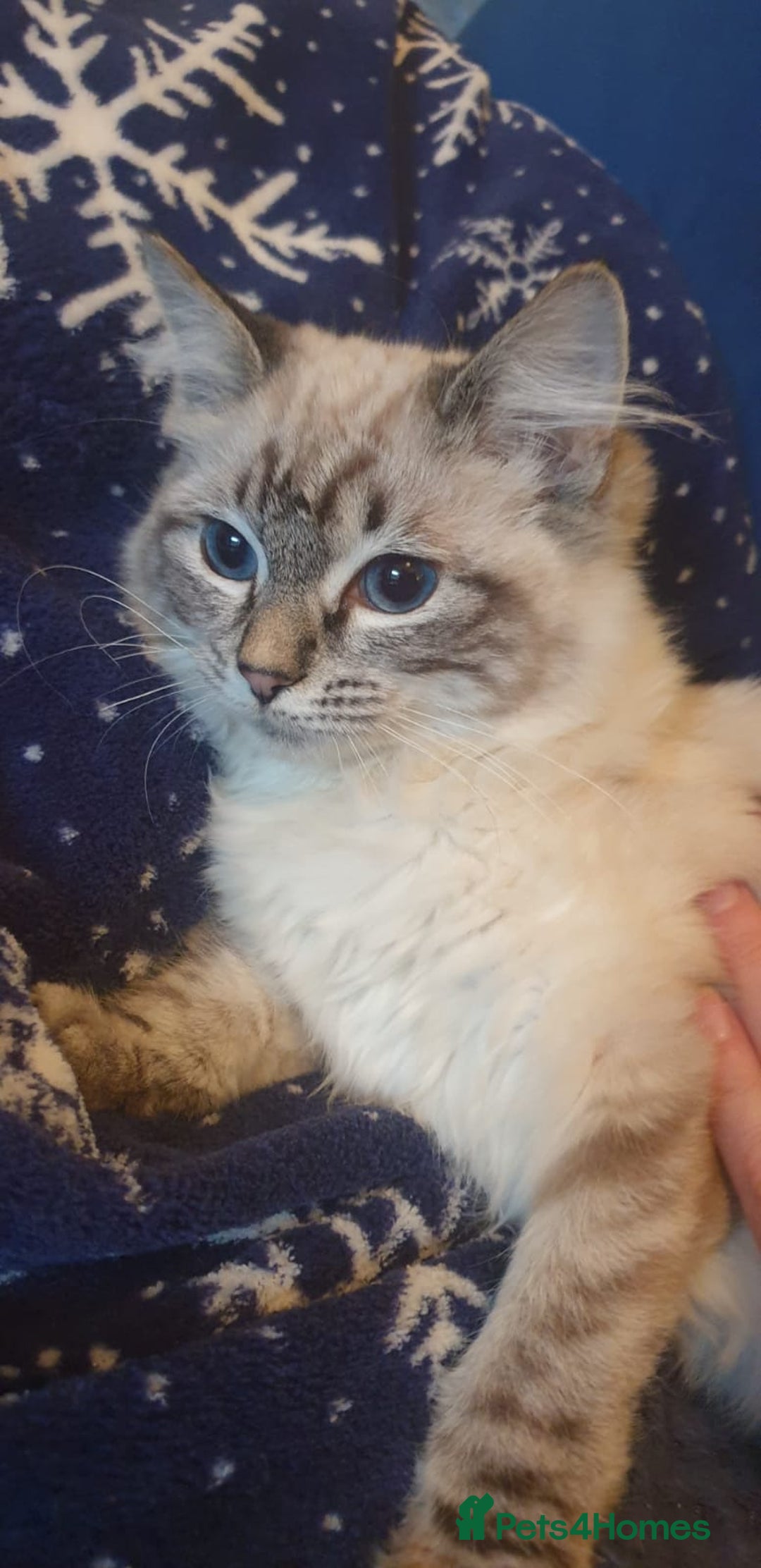 Ragdoll cats for sale: Beautiful GCCF Registered Lynx Ragdoll Kitten. - Advert 4