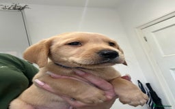 Labrador Retriever dogs for sale: My lovely Labrador puppies - Image 17