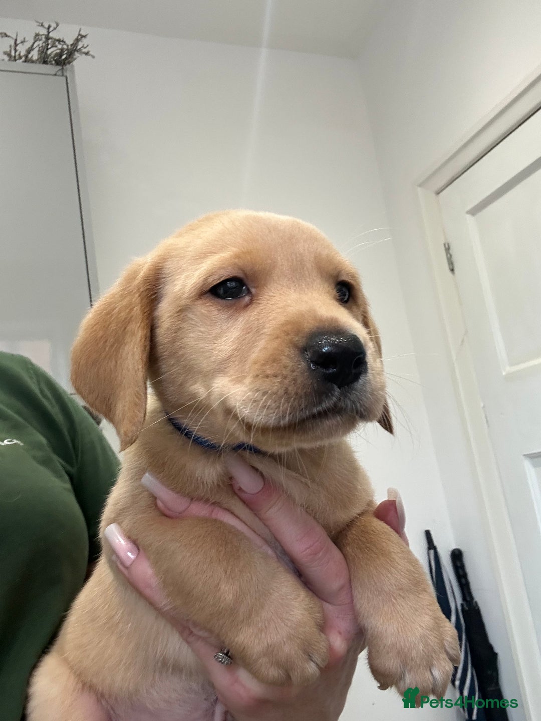 Labrador Retriever dogs for sale: My lovely Labrador puppies - Image 17