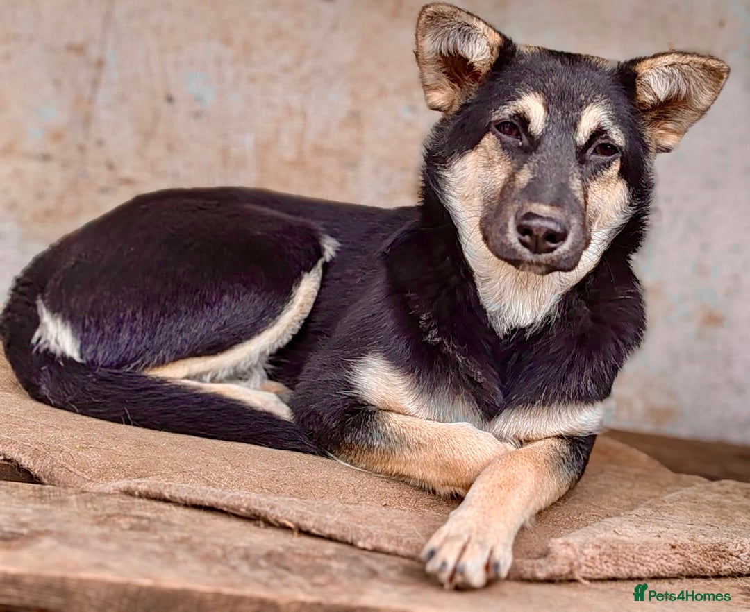 German Shepherd dogs for adoption: Luna – Left to Freeze, But Still Held On - Image 10