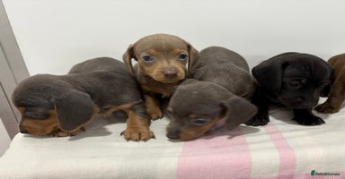 Dachshund dogs - Advert 9