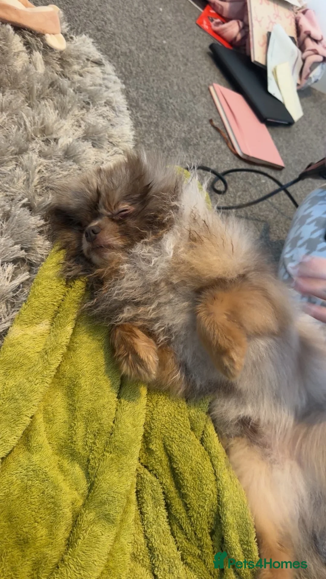 Pomeranian dogs for stud: Lilac/ tan Merle Pomeranian Available for stud  - Advert 5