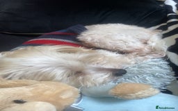 Bichon Frise dogs for stud: i wanna stud my dog - Advert 3