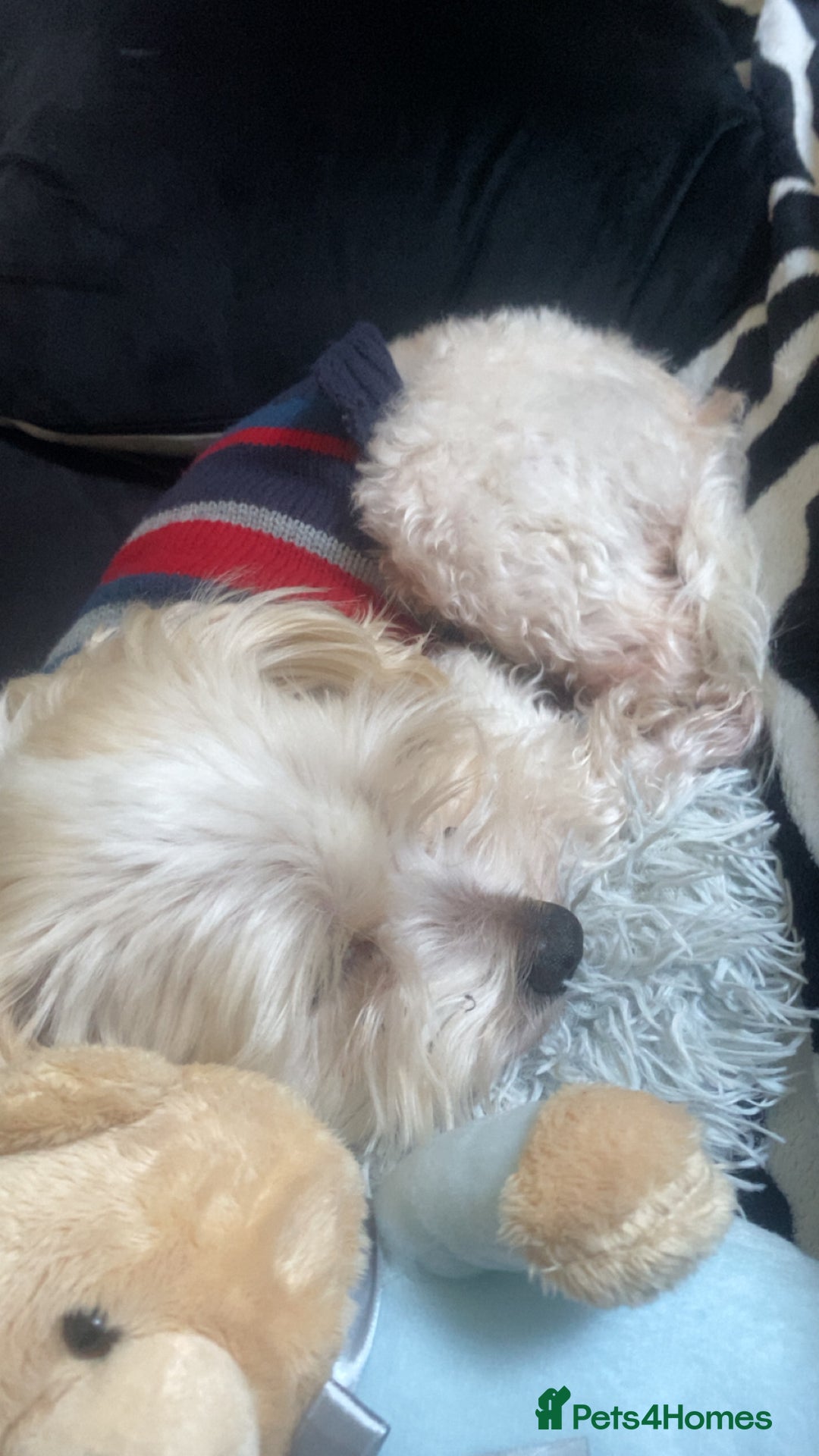 Bichon Frise dogs for stud: i wanna stud my dog - Advert 3