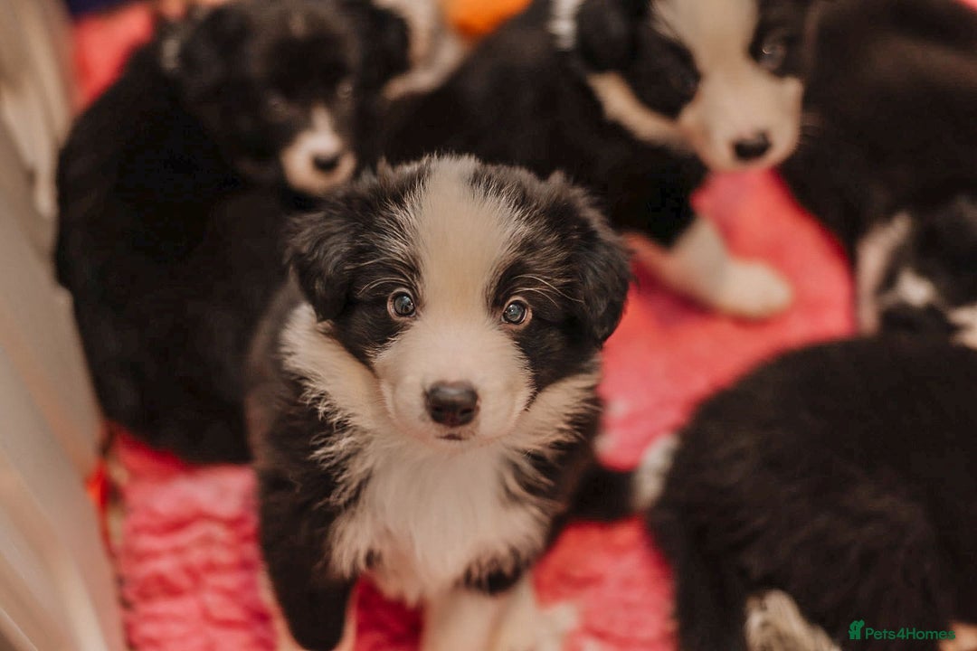 Border Collie dogs for sale: ❗️5⭐️ KC DNA tested champions LAST❗️border collie  - Advert 18