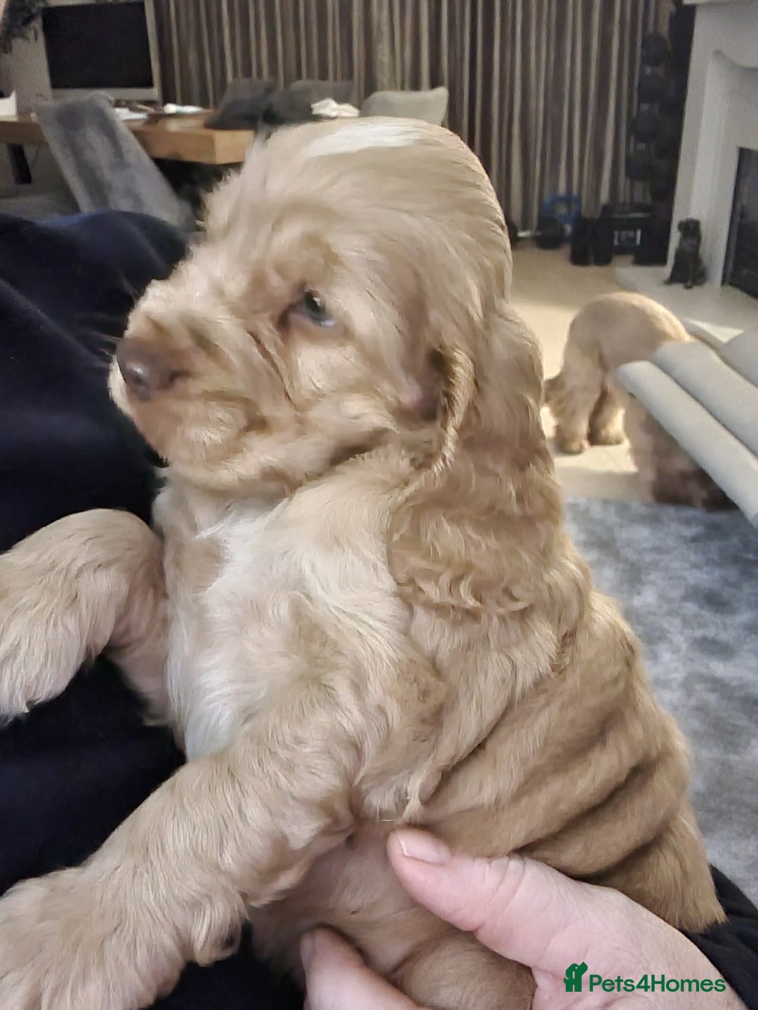 Cocker Spaniel dogs for stud: SHOW COCKER SPANIEL 🐕 health tested stud  in Brentwood - Advert 23