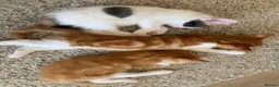 Mixed Breed cats for sale: Meet the Purr-fect Trio: Kurilian Bobtail Mixes - Advert 8