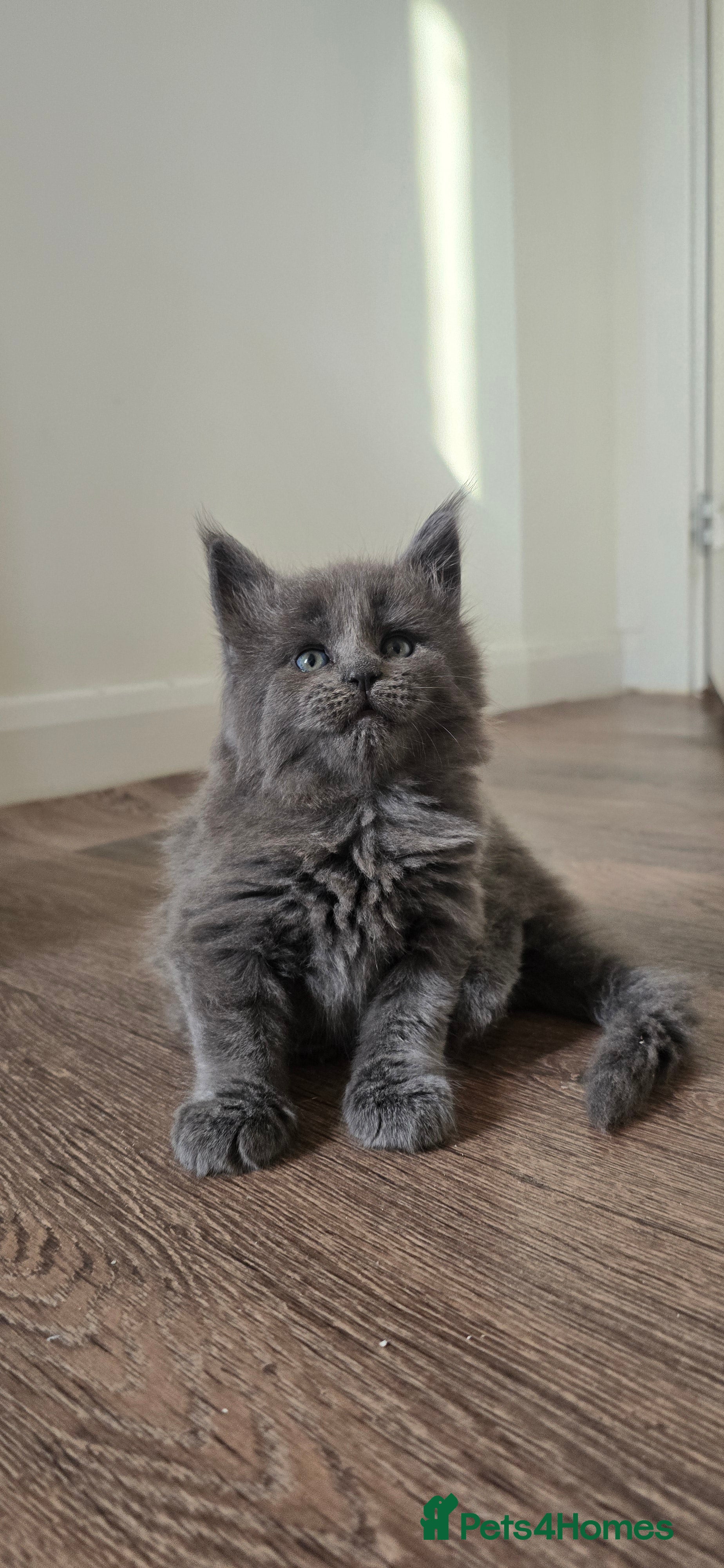 Maine Coon cats Maine coon kittens  - Advert 10