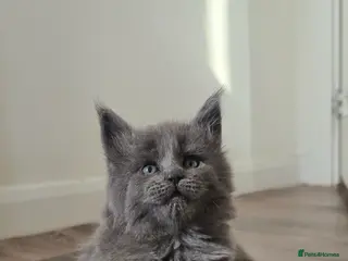 Maine Coon cats Maine coon kittens - Advert 10