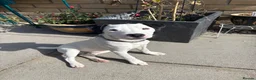 Jack Russell dogs for sale: Rehoming: Pure Breed Jack Russell in Haverhill - Advert 4