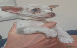 Chihuahua dogs for sale: 2 male Chihuahuas back for sale reduced to 995  in Huntingdon - Image 5