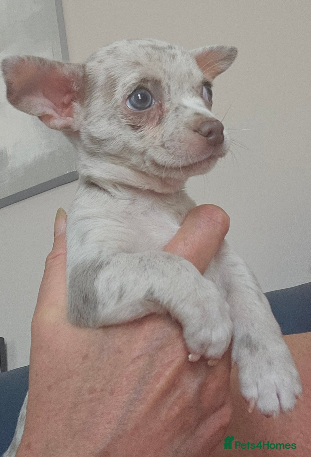 Chihuahua dogs for sale: 2 male Chihuahuas back for sale reduced to 995  in Huntingdon - Image 5