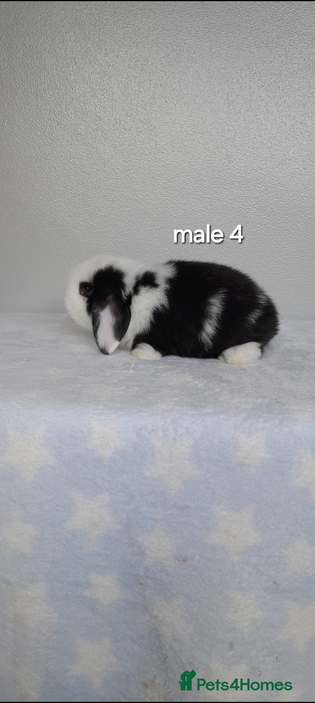 Mini Lop rabbits for sale: Gorgeous pure bred mini lops - Image 8