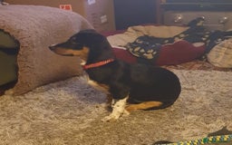 Mixed Breed dogs for adoption: Carli  - Advert 5