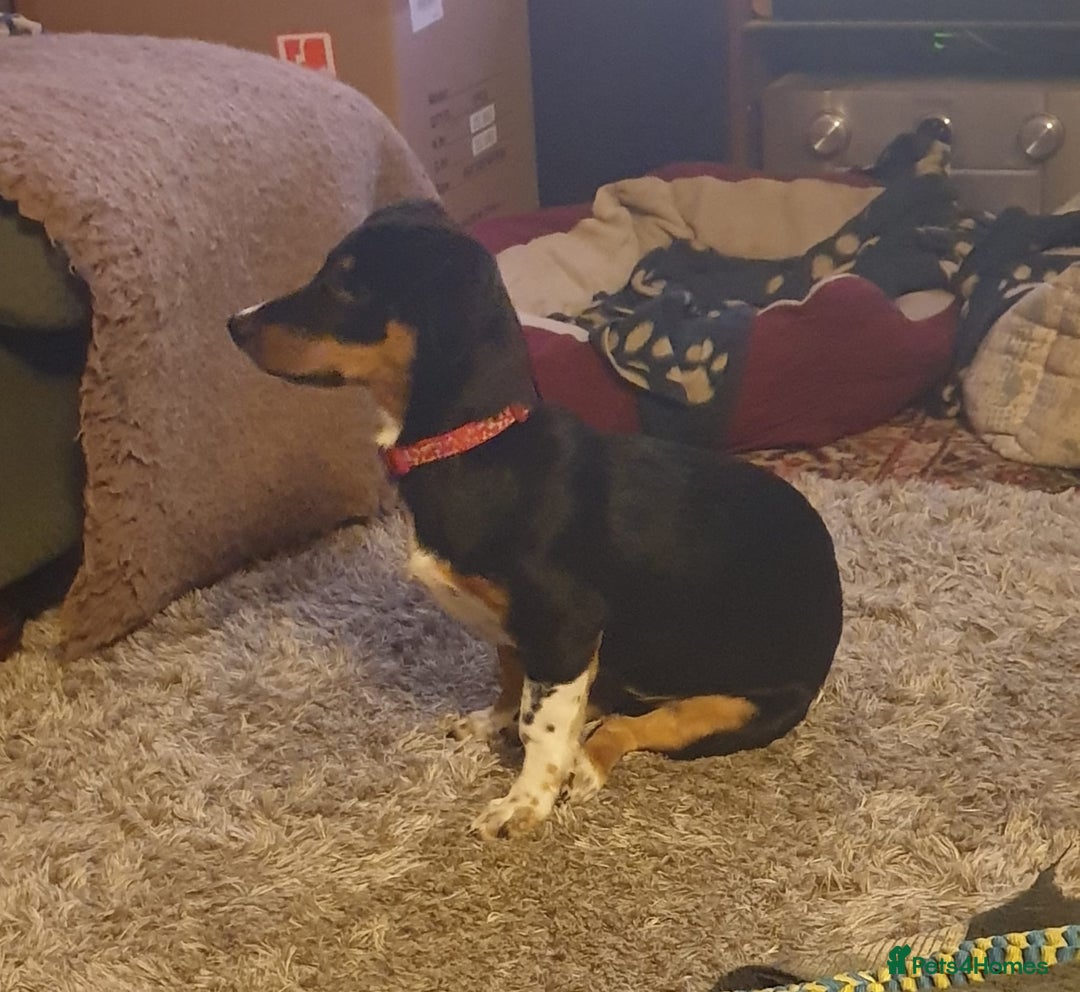 Mixed Breed dogs for adoption: Carli  - Advert 5