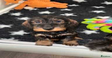 Dachshund dogs 🩷💙Stunning KC Wire haired Dachshunds🩷💙 - Advert 9